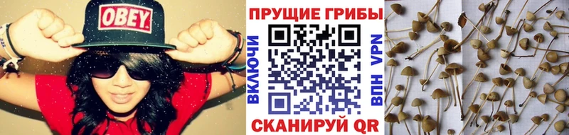 omg зеркало  Лодейное Поле  Галлюциногенные грибы Cubensis 